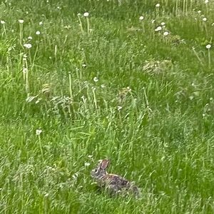 Meet your Posher, Farsi